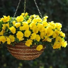 Виола ампельная КУЛ ВЕЙВ (разные цвета)